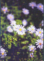 Marguerites violettes.gif (23950 octets)