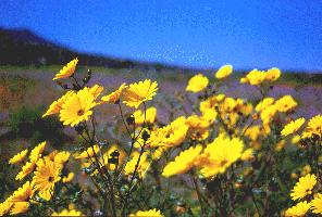 fleurs namaqua.jpg (17474 octets)