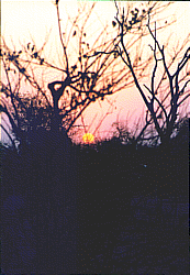 soleil dans la brousse.gif (24461 octets)