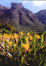 Kirstenbosch_Garden.gif (31467 octets)