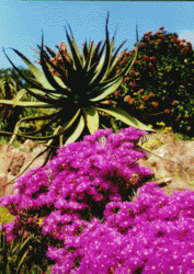 cactus violet.gif (30573 octets)