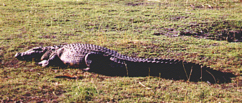 croco.gif (55090 octets)