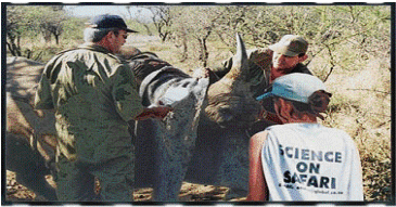 rhino4.gif (68496 octets)